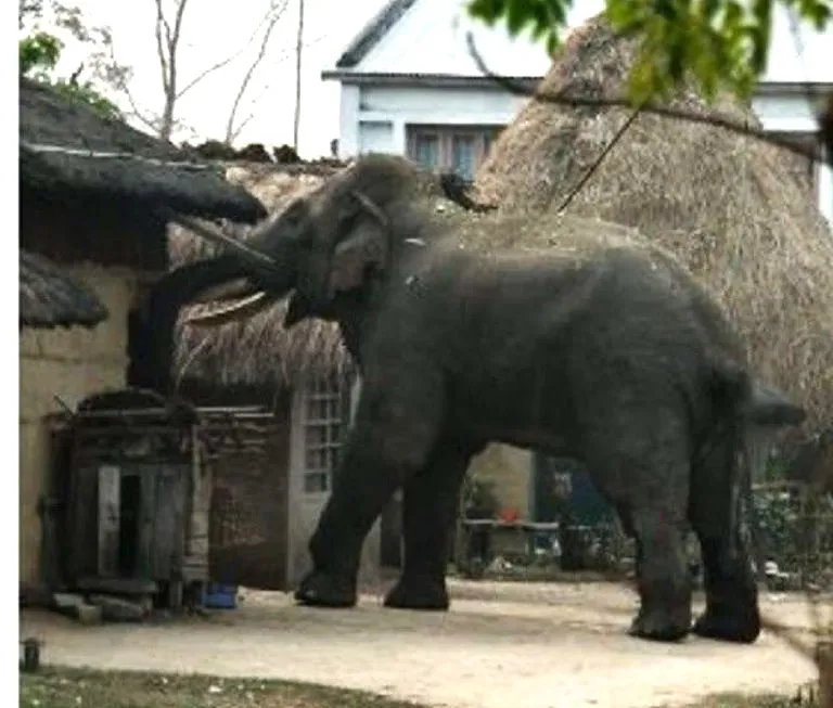 हात्तीको आक्रमणमा आमाछोराको मृत्यु