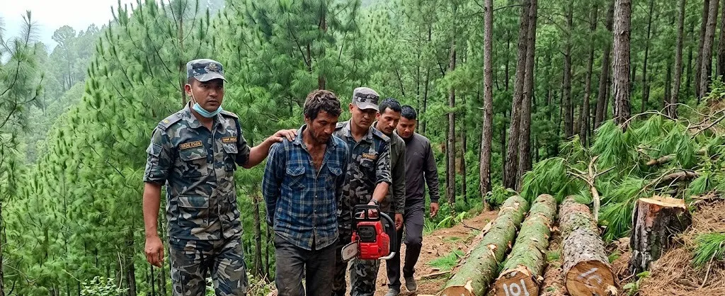 जाजरकोटमा अवैध रूपमा सल्लाको रुख काट्ने एक जना आरा मेसिनसहित पक्राउ