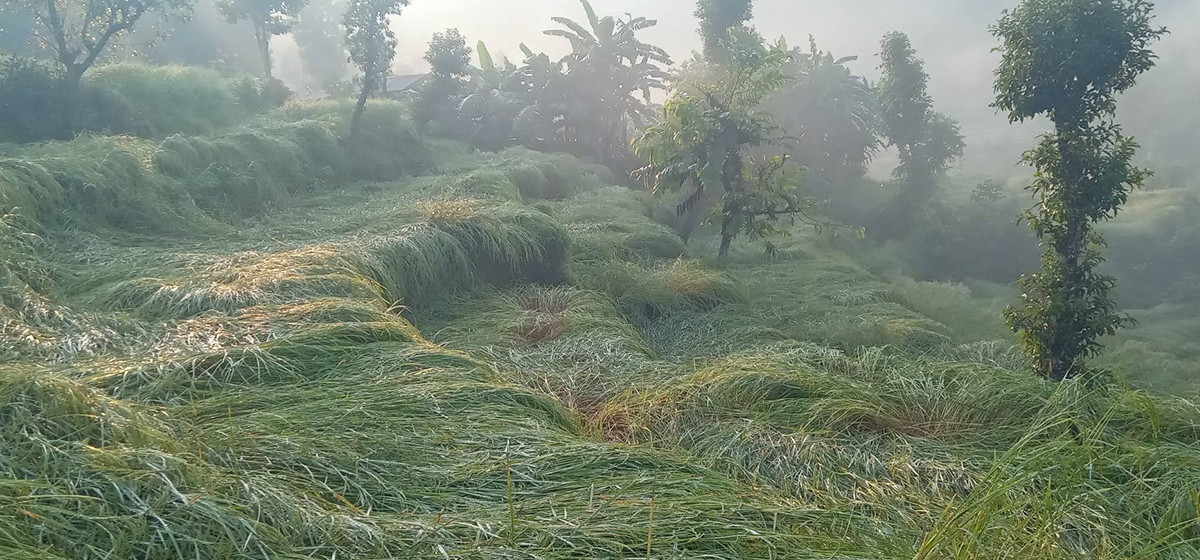 पर्वतमा असिनाले धानबाली नष्ट, किसान चिन्तित