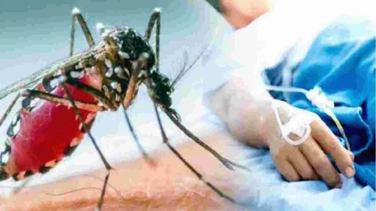 कर्णालीको राजधानीमा डेंगीको कहर: वीरेन्द्रनगर बन्यो ‘हटस्पट’, सयौं नागरिक संक्रमित
