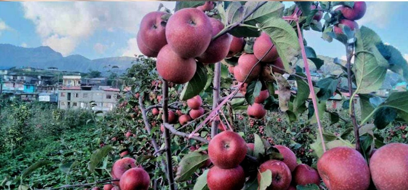 जुम्लाकाे स्याउ संकटमा: काँचो टिपाइले ६१ करोडको व्यापार जोखिममा