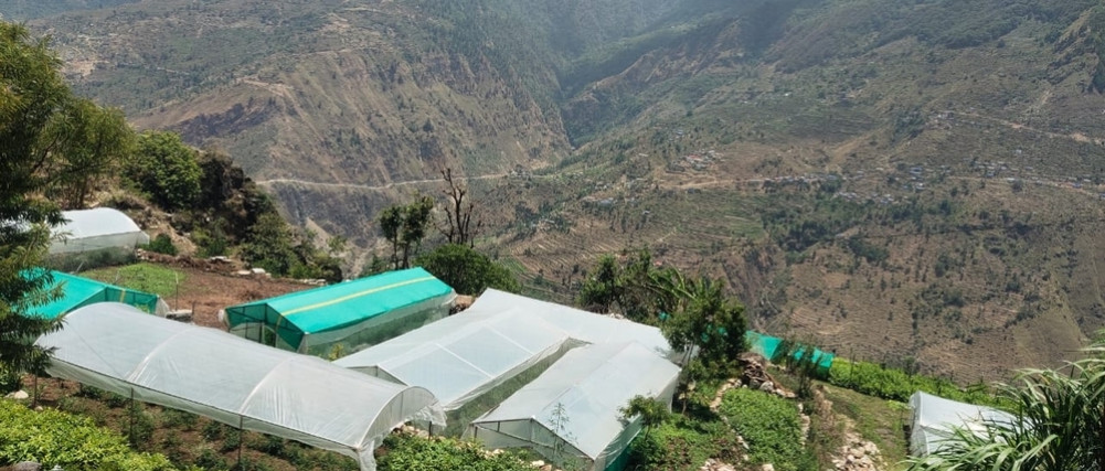 हुम्लाका किसानको मेहनतले सिमकोट बजार गुल्जार, बाहिरको तरकारीमाथिको परनिर्भरता घट्यो