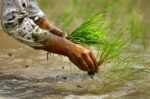 कर्णालीमा ९६ प्रतिशत रोपाइँ सम्पन्न