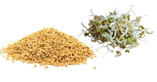 विहान खाली पेटमा मेथी खानु मुटुका लागि लाभदायक