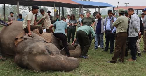 हात्तीको नङ काट्ने नेपाली शैली अमेरिकासम्म