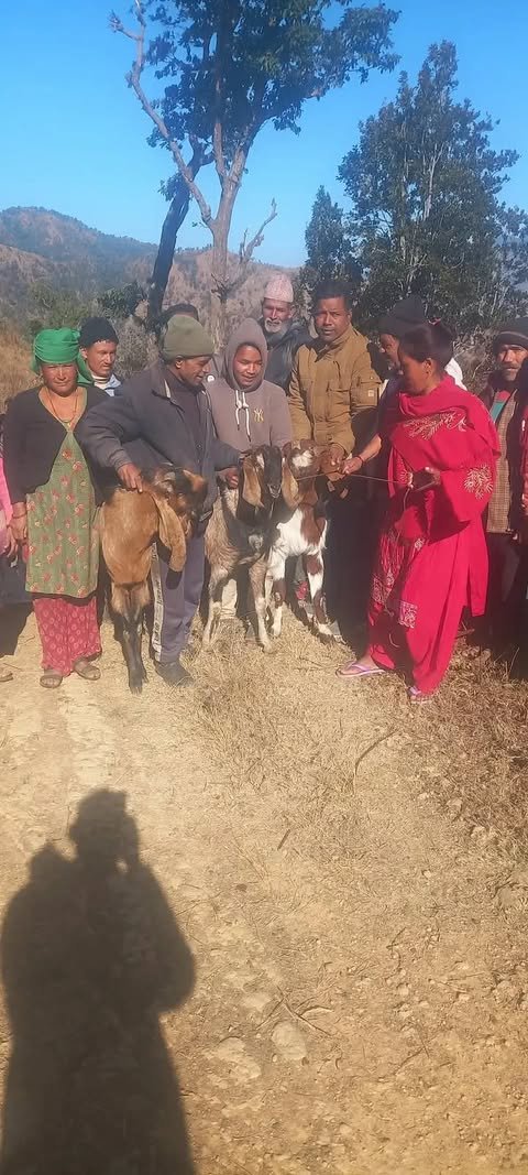 बाख्रा पकेटक्षेत्र कार्यक्रम अन्तर्गत सुर्खेतका चौकुने–६ ओखलढुंगामा बाख्रा वितरण