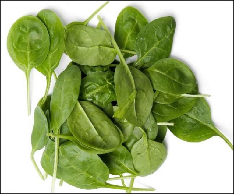 पालकको सेवन स्वास्थ्यका लागि फाइदै–फाइदा, कसलाई हुन्छ हानी ?