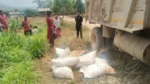 चौकुने गाउँपालिकामा ५० प्रतिशत अनुदानमा उन्नत धानको बीउ वितरण