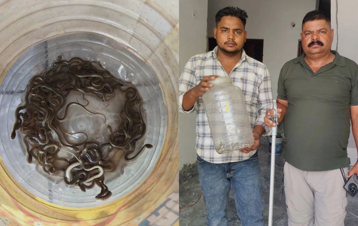 खानेपानी ट्याङ्कीमा २७ वटा सर्पका बच्चा भेटिए, सकुशल उद्धार